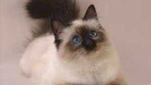 Кіт ragdoll. Особливості породи та як розрізнити кошеня